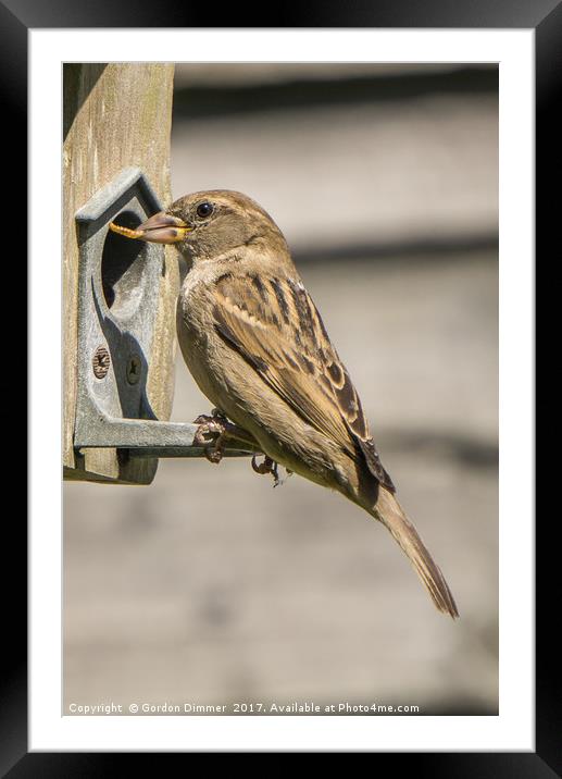 A Hungry Sparrow Framed Mounted Print by Gordon Dimmer