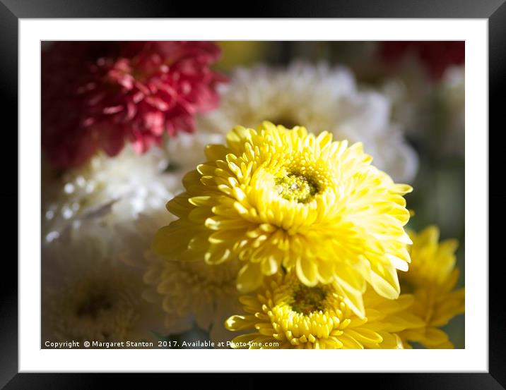 Colourful Chrysanthemums  Framed Mounted Print by Margaret Stanton
