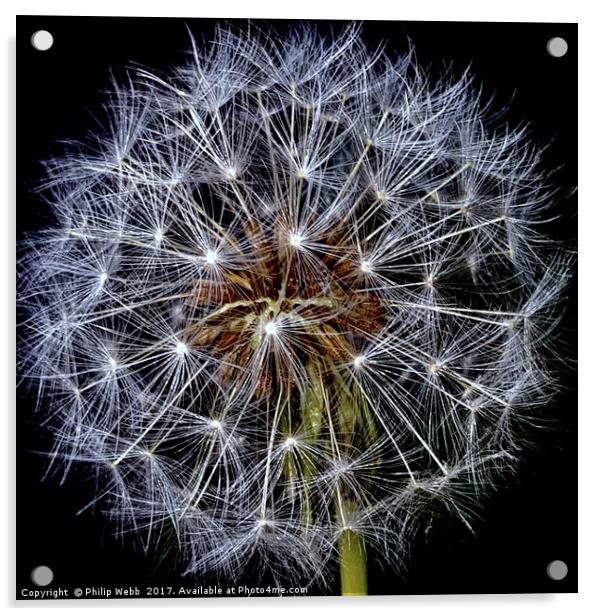 Dandelion Fluff  Acrylic by Philip F Webb