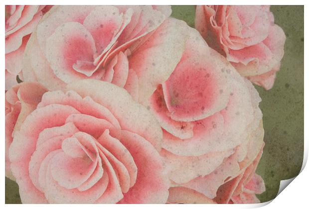 Beautiful begonias Print by Jennifer Higgs