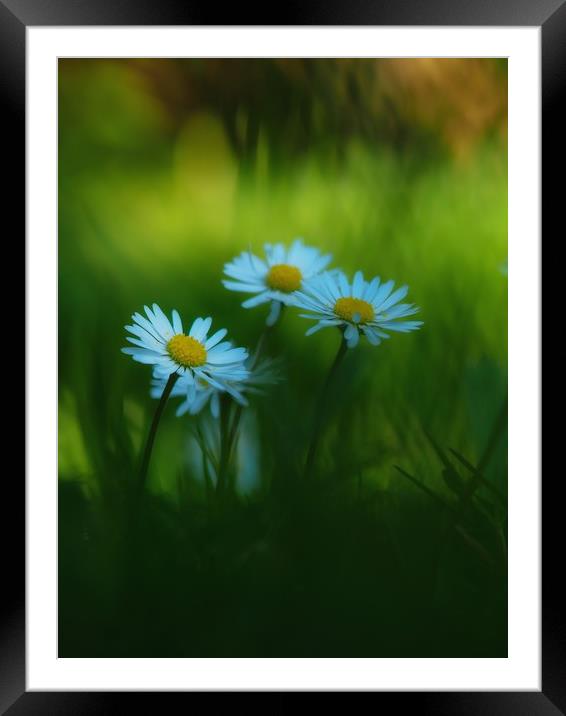 Daisies Framed Mounted Print by Victor Burnside