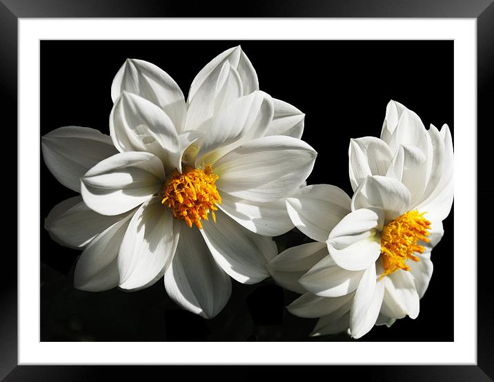 White Floral Dhalias Framed Mounted Print by Elaine Young