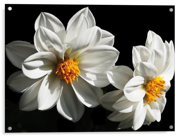 White Floral Dhalias Acrylic by Elaine Young