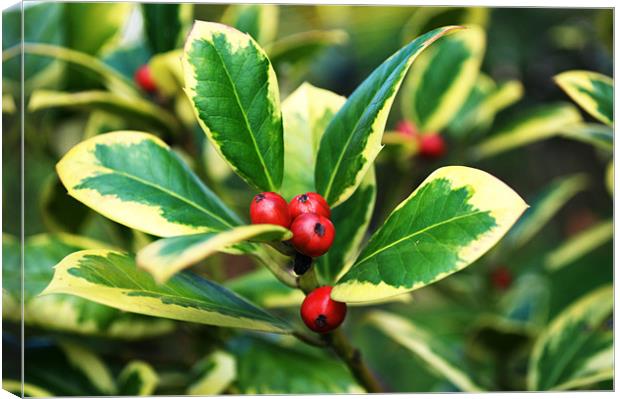 Euonymus in Berry Canvas Print by Chris Day