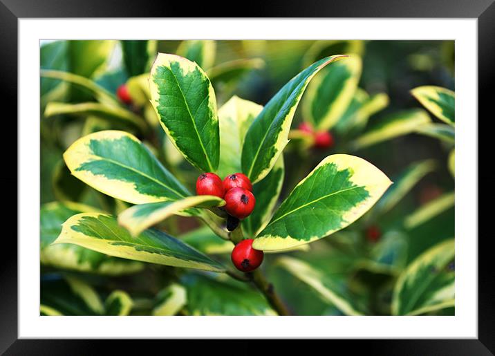 Euonymus in Berry Framed Mounted Print by Chris Day