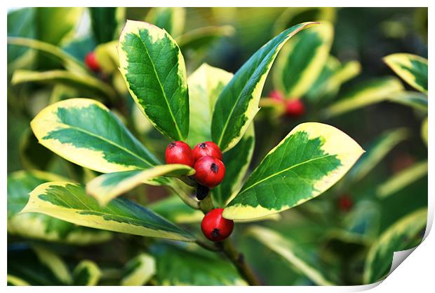 Euonymus in Berry Print by Chris Day