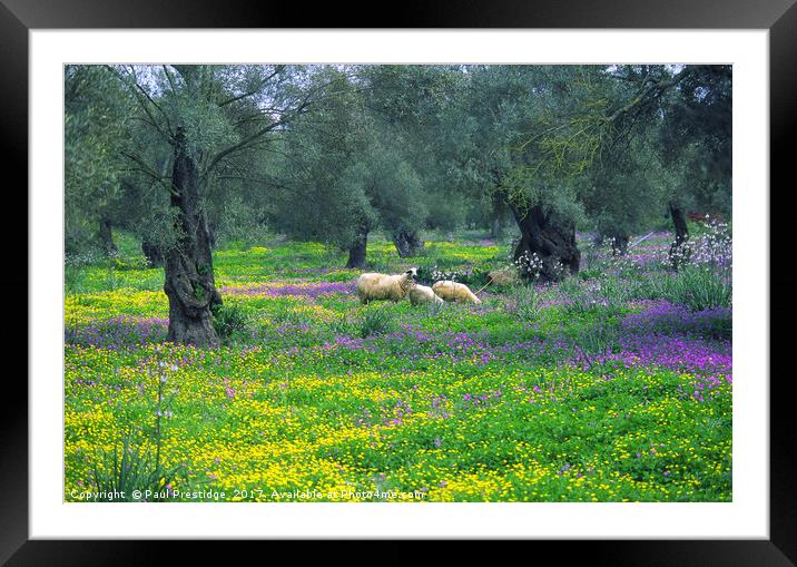 Lefkas, Greece Olive Groves and Sheep Framed Mounted Print by Paul F Prestidge