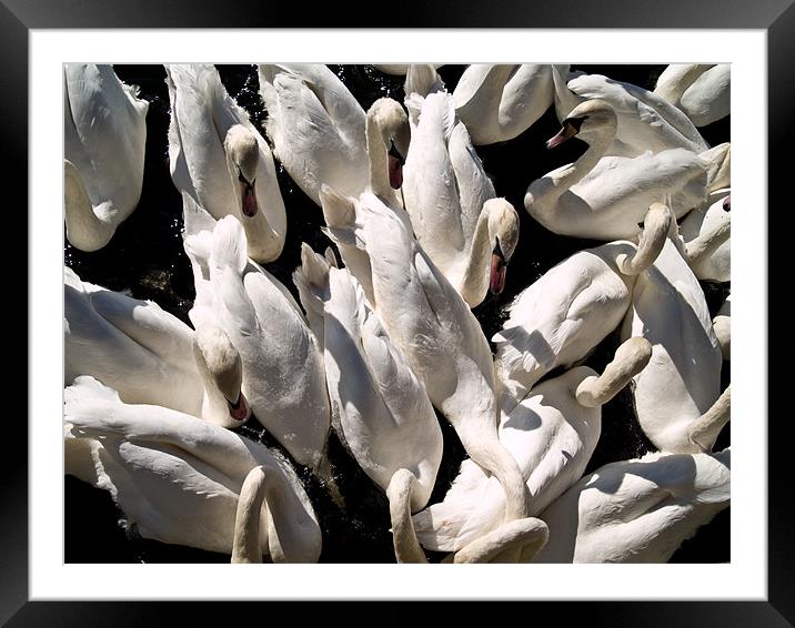 Swans from above Framed Mounted Print by Paul Macro
