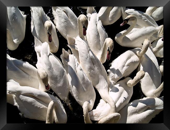 Swans from above Framed Print by Paul Macro