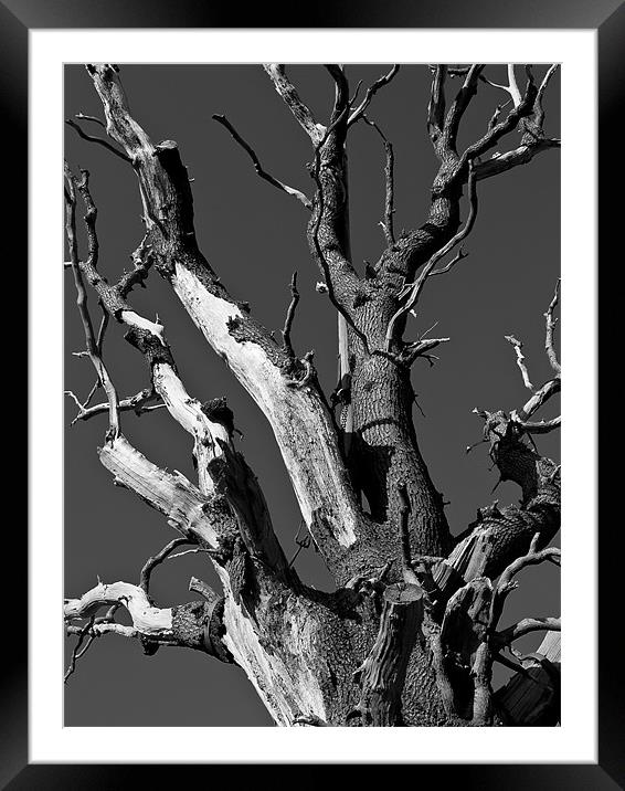 Dead Tree Framed Mounted Print by Paul Macro