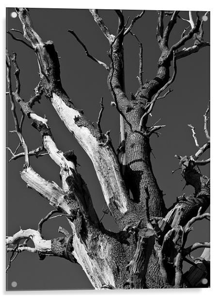Dead Tree Acrylic by Paul Macro