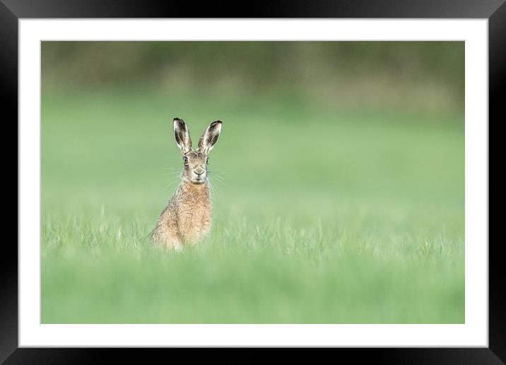 Whistling Hare Framed Mounted Print by Philip Male