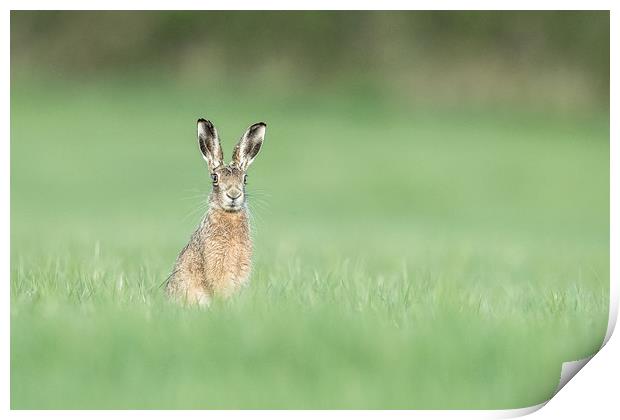 Whistling Hare Print by Philip Male