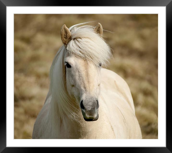 White Pony Framed Mounted Print by Mary Lane