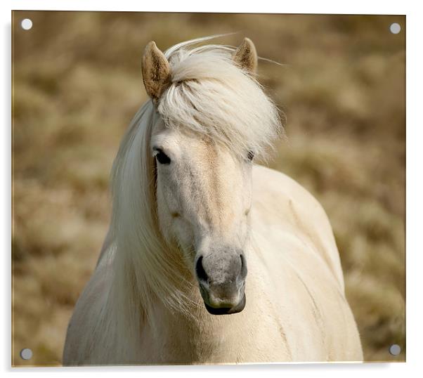 White Pony Acrylic by Mary Lane