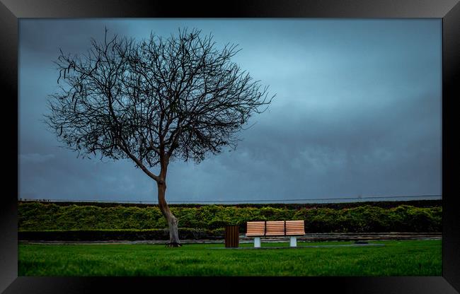 Peaceful Tree Framed Print by Dev Kumar