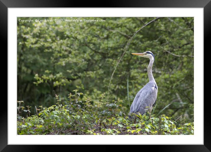 Grey Heron Framed Mounted Print by Len Brook