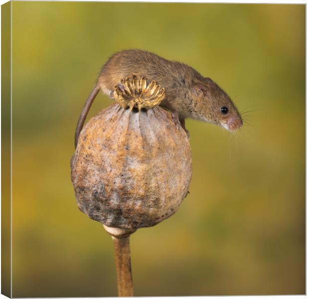 Harvest Mouse Canvas Print by Val Saxby LRPS
