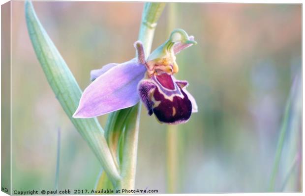 Single Bee orchid. Canvas Print by paul cobb