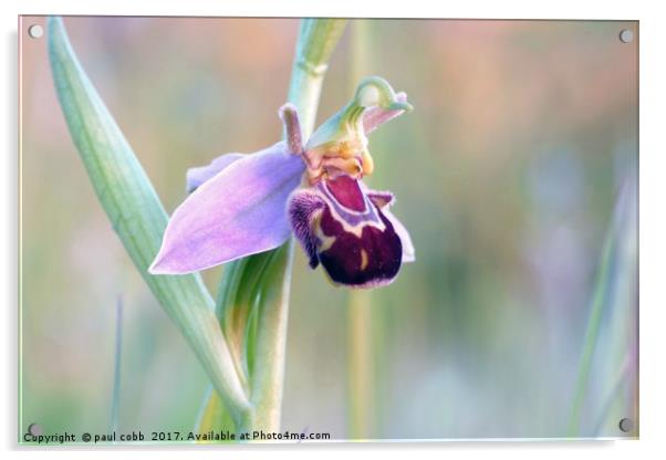Single Bee orchid. Acrylic by paul cobb