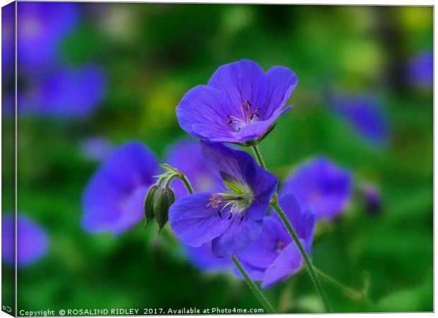 "The Beautiful Blue Cranesbill" Canvas Print by ROS RIDLEY