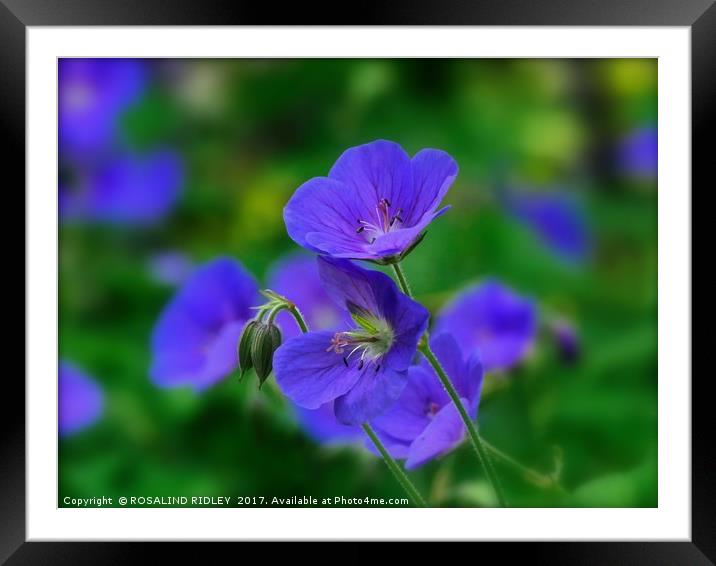 "The Beautiful Blue Cranesbill" Framed Mounted Print by ROS RIDLEY