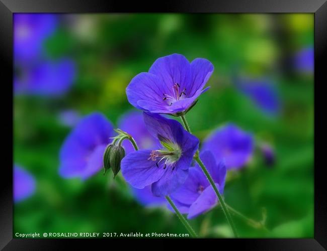 "The Beautiful Blue Cranesbill" Framed Print by ROS RIDLEY