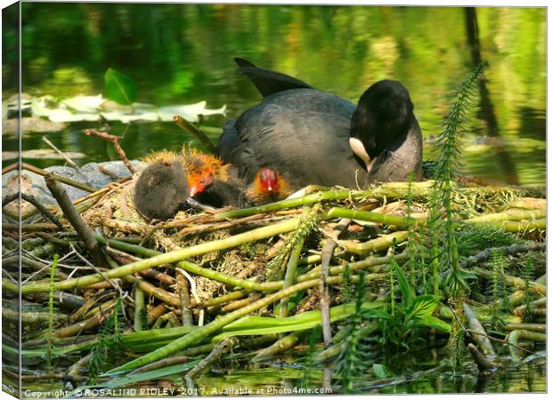 "Mum takes a rest , while her baby Coots see the W Canvas Print by ROS RIDLEY