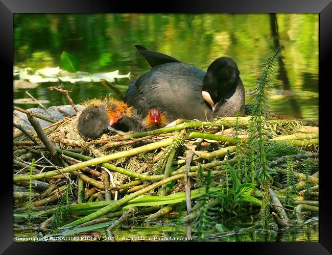 "Mum takes a rest , while her baby Coots see the W Framed Print by ROS RIDLEY