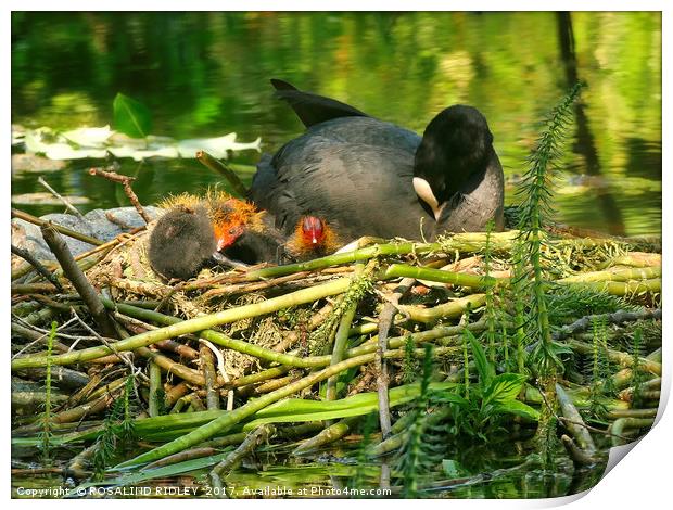 "Mum takes a rest , while her baby Coots see the W Print by ROS RIDLEY