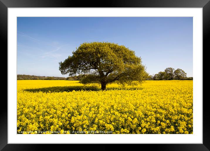 Landican Rapeseed Beauty  Framed Mounted Print by David Chennell