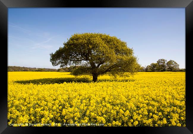 Landican Rapeseed Beauty  Framed Print by David Chennell