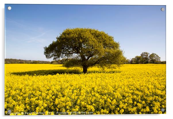 Landican Rapeseed Beauty  Acrylic by David Chennell