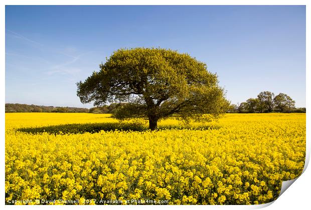 Landican Rapeseed Beauty  Print by David Chennell