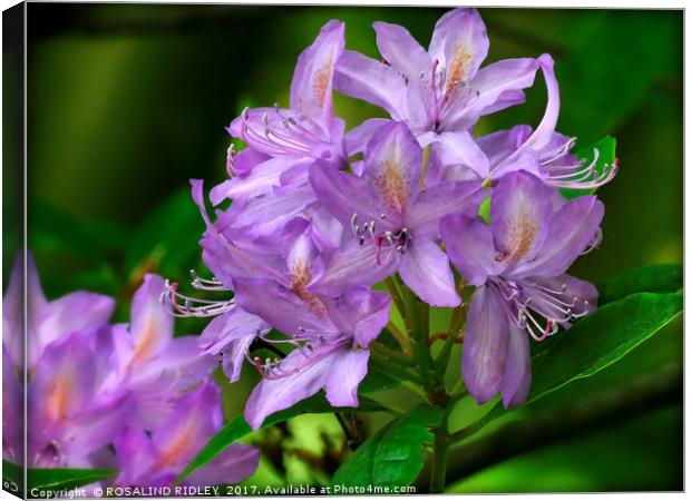 "Evening Light on the Lilac Rhododendron" Canvas Print by ROS RIDLEY