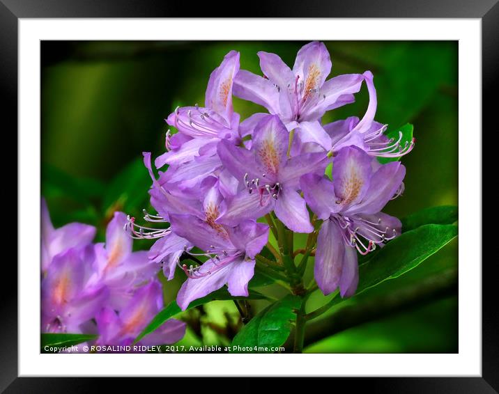 "Evening Light on the Lilac Rhododendron" Framed Mounted Print by ROS RIDLEY