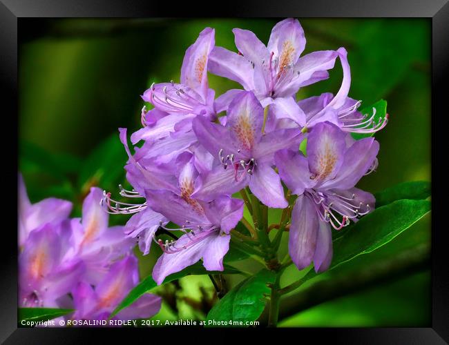 "Evening Light on the Lilac Rhododendron" Framed Print by ROS RIDLEY