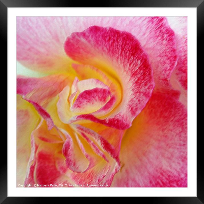 yellow pink petals Framed Mounted Print by Marinela Feier
