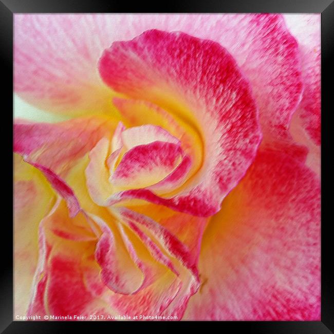 yellow pink petals Framed Print by Marinela Feier