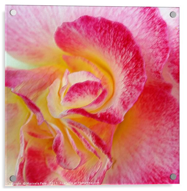 yellow pink petals Acrylic by Marinela Feier
