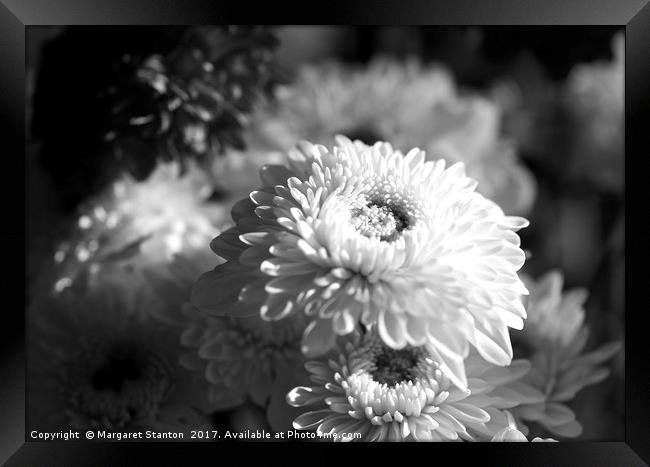 Chrysanthemums ( black and white)  Framed Print by Margaret Stanton