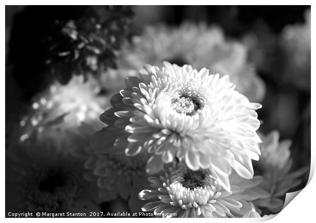 Chrysanthemums ( black and white)  Print by Margaret Stanton