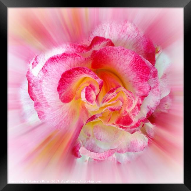 yellow pink Rose Framed Print by Marinela Feier