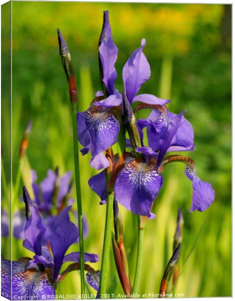 " Wild Blue Iris at the lakeside" Canvas Print by ROS RIDLEY