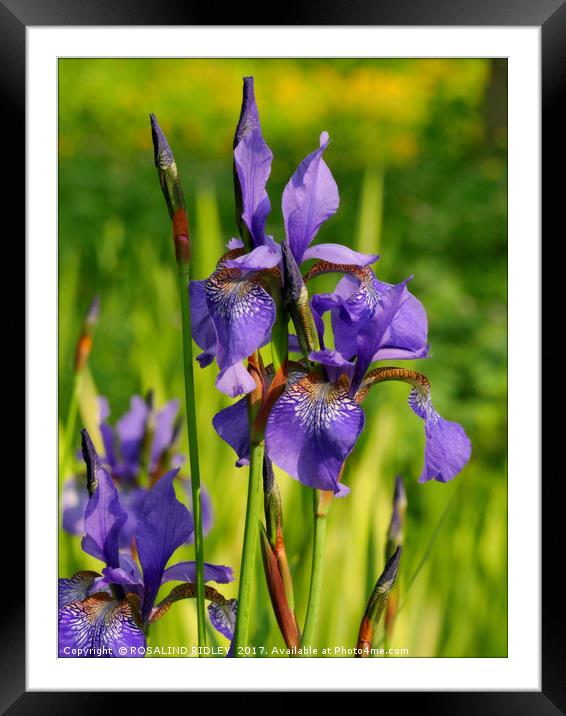 " Wild Blue Iris at the lakeside" Framed Mounted Print by ROS RIDLEY