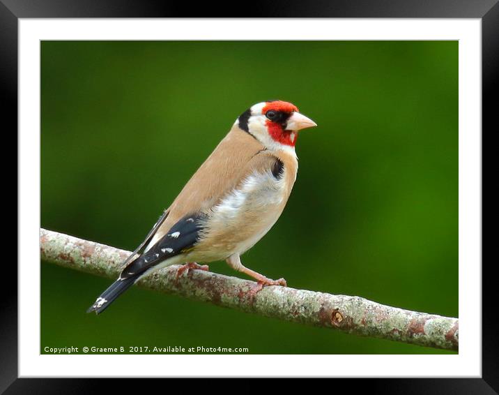 Goldfinch 10 Framed Mounted Print by Graeme B