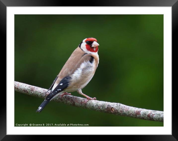Goldfinch 12 Framed Mounted Print by Graeme B