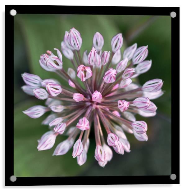 Allium Flower Macro Acrylic by Jacqi Elmslie