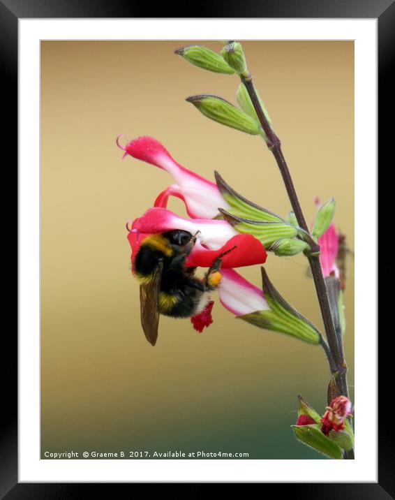 Bee on plant 2 Framed Mounted Print by Graeme B