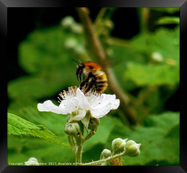        Collecting Pollen                         Framed Print by Jane Metters